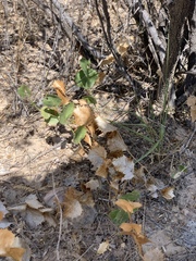 Acourtia nana