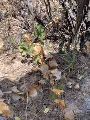 Acourtia nana