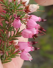 Erica nutans