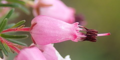 Erica nutans