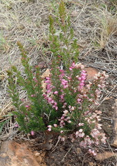Erica nutans