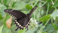 Papilio ornythion ornythion
