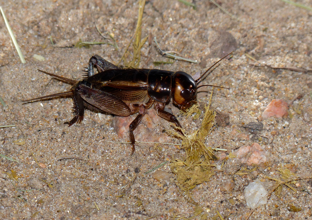 Brown Cricket
