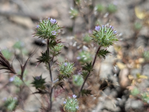 Honey-scented pincushion plant (Navarretia mellita)