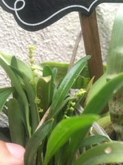 Pleurothallis quadrifida