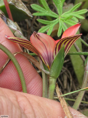 Romulea obscura subtestacea