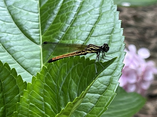Indocypha katharina