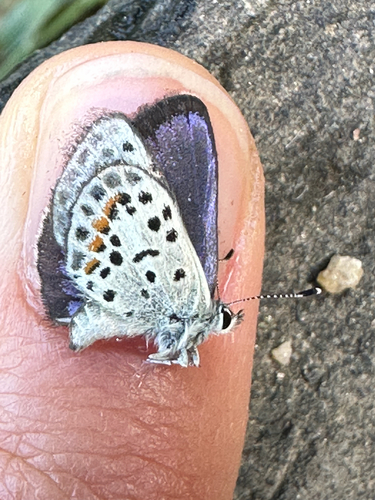 Bernardino Blue photo 4