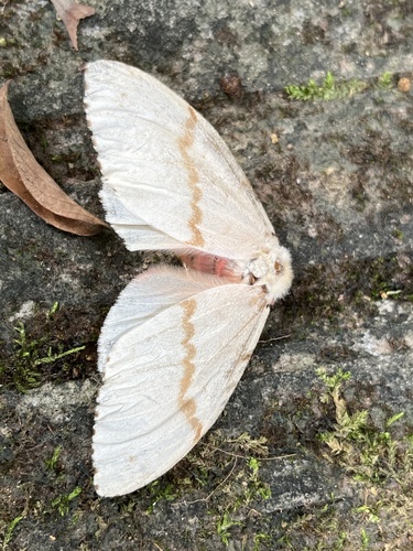 Lymantria apicebrunnea