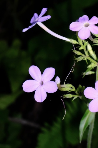 Phlox amplifolia, photograph 4