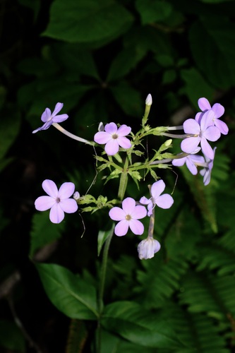 Phlox amplifolia, photograph 3