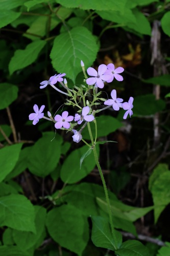 Phlox amplifolia, photograph 2