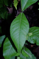 (c) Nathan Aaron, some rights reserved (CC BY) Phlox amplifolia, photograph (c) Nathan Aaron, some rights reserved (CC BY)