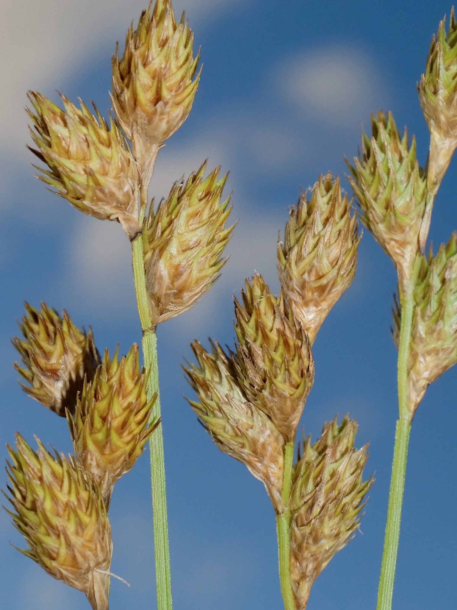 Carex suberecta