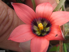 Romulea obscura subtestacea