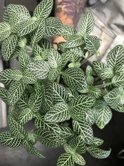 Fittonia