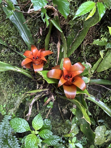 Nidularium amazonicum, photograph 4
