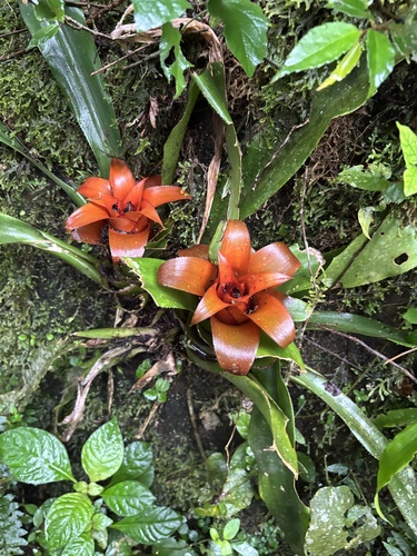 Nidularium amazonicum, photograph 5
