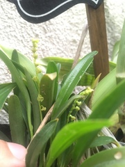 Pleurothallis quadrifida