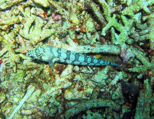Reticulated Sandperch — seen at this dive site