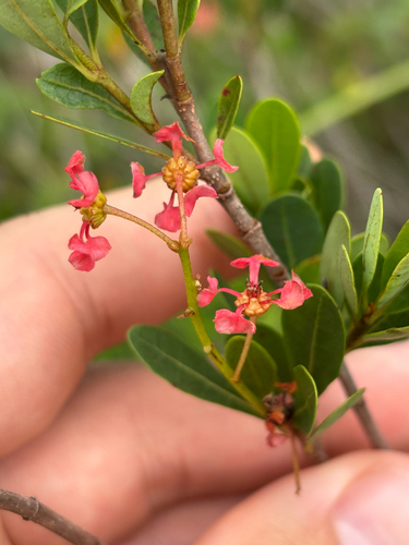 Long Key locustberry (Byrsonima lucida)