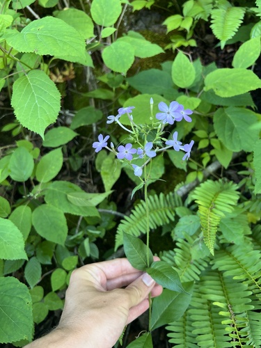 Phlox amplifolia, photograph 6