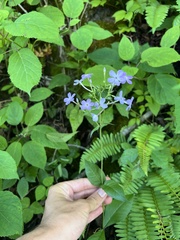 Phlox amplifolia, photograph (c) Nathan Aaron, some rights reserved (CC BY)