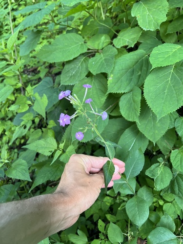 largeleaf phlox (Phlox amplifolia)