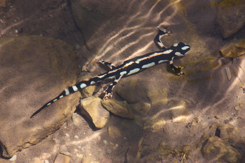 Lorestan Newt