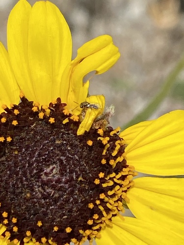 iNaturalist observation photo of Chalcidoid Wasps