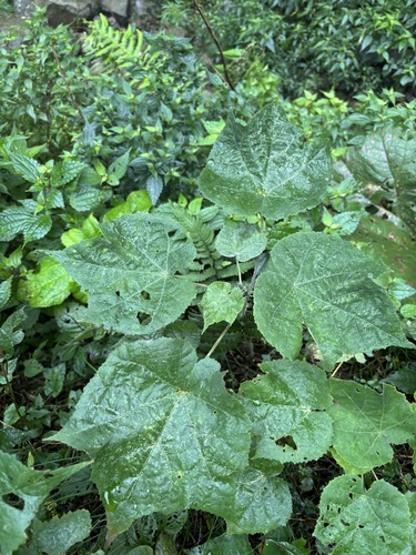 Dombeya wallichii