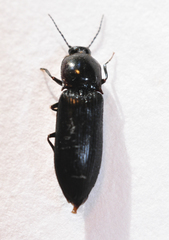 Selatosomus nigricans