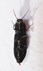 Selatosomus nigricans