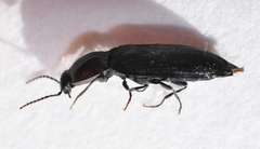 Selatosomus nigricans