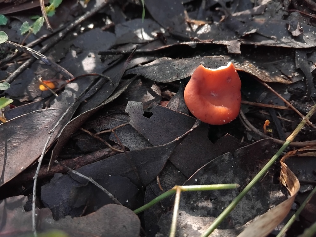 Lactarius eucalypti · May 2025 · photo: © sofiazed1 (iNaturalist, cc-by)