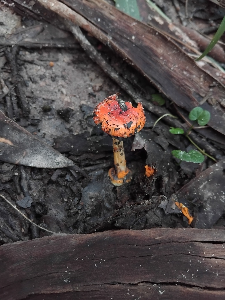 Amanita xanthocephala · May 2025 · photo: © sofiazed1 (iNaturalist, cc-by)