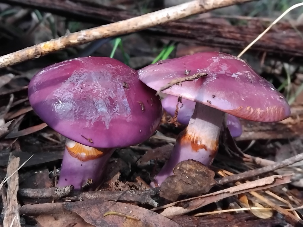 Cortinarius archeri · May 2025 · photo: © sofiazed1 (iNaturalist, cc-by)