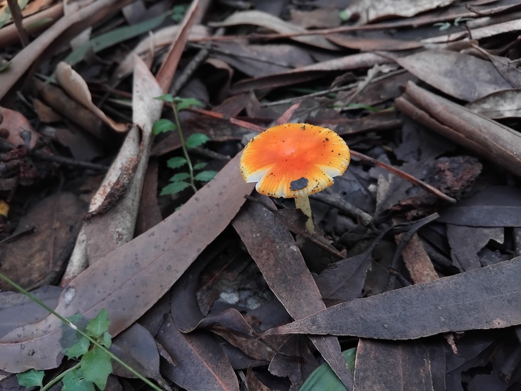 Amanita xanthocephala · May 2025 · photo: © sofiazed1 (iNaturalist, cc-by)