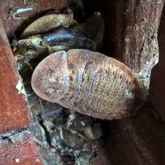 Blaberinae