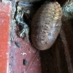 Blaberinae