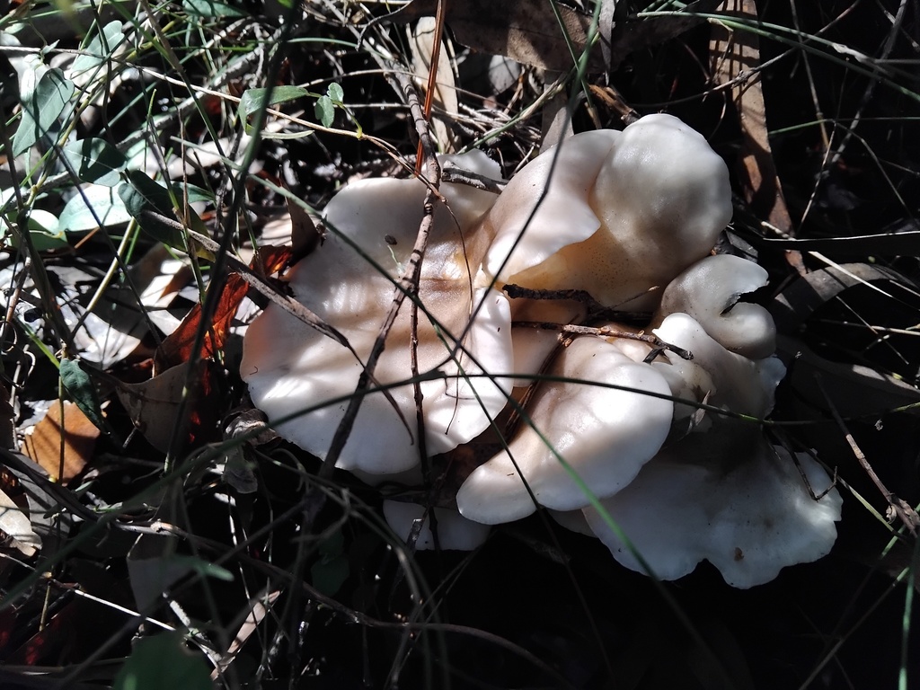 Omphalotus nidiformis · May 2025 · photo: © sofiazed1 (iNaturalist, cc-by)