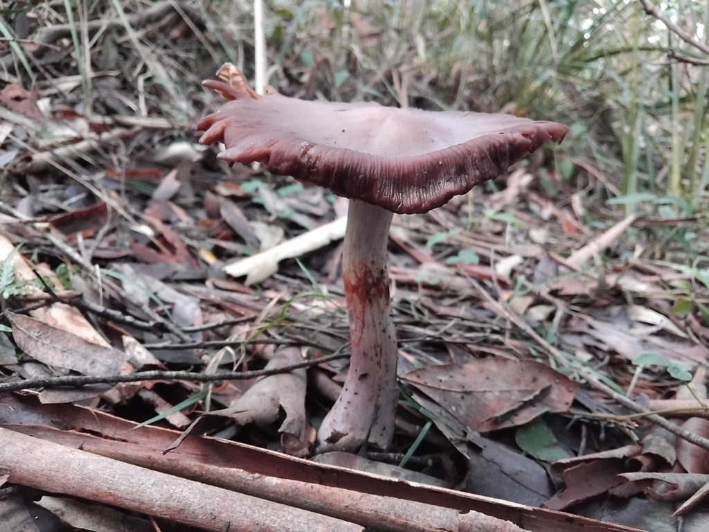 Cortinarius archeri · May 2025 · photo: © sofiazed1 (iNaturalist, cc-by)