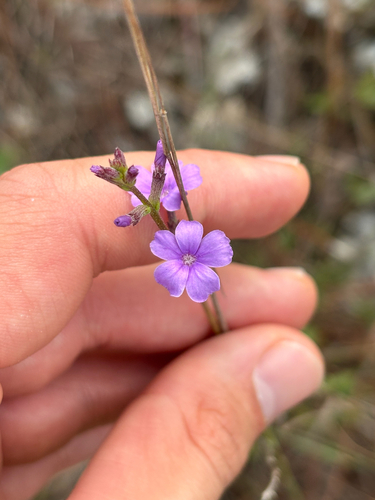 Buchnera floridana (Buchnera floridana)