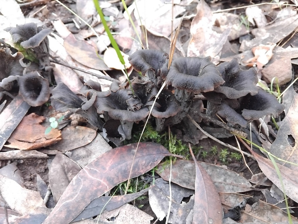 Craterellus cornucopioides · May 2025 · photo: © sofiazed1 (iNaturalist, cc-by)