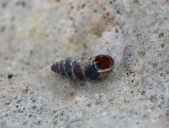Chondrina avenacea