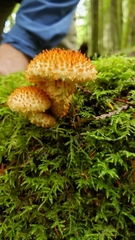 Pholiota