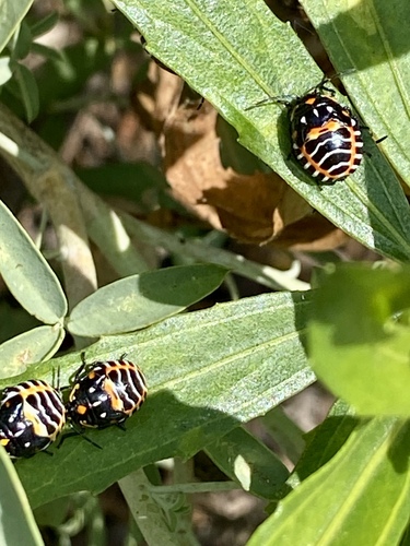 iNaturalist observation photo of Harlequin Bug