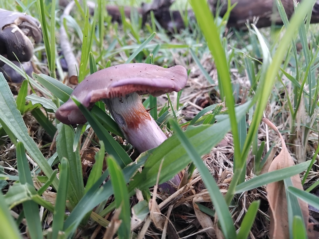 Cortinarius archeri · May 2025 · photo: © sofiazed1 (iNaturalist, cc-by)