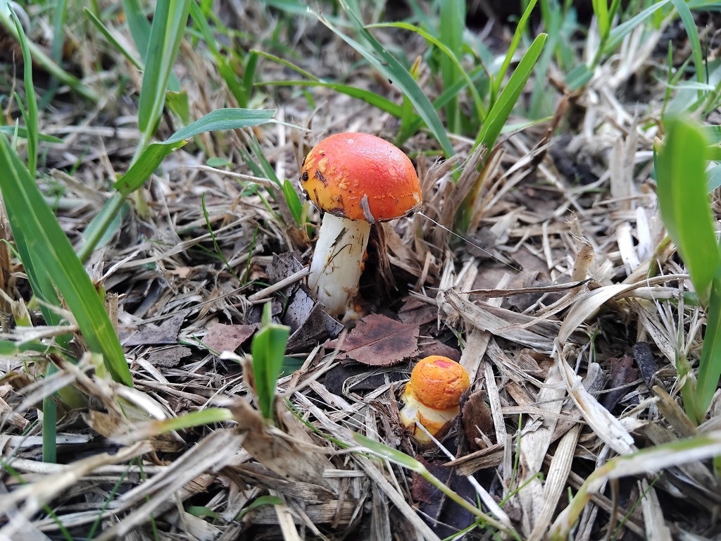 Amanita xanthocephala · May 2025 · photo: © sofiazed1 (iNaturalist, cc-by)