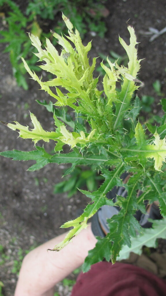 Didymella macrostoma